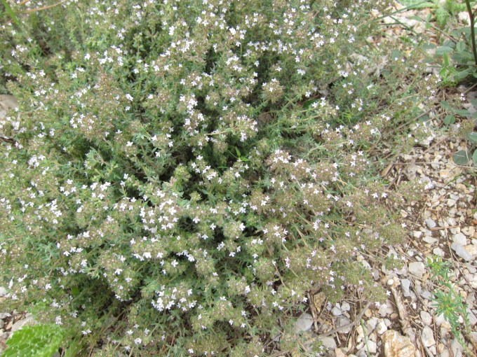 wild-thyme.jpg